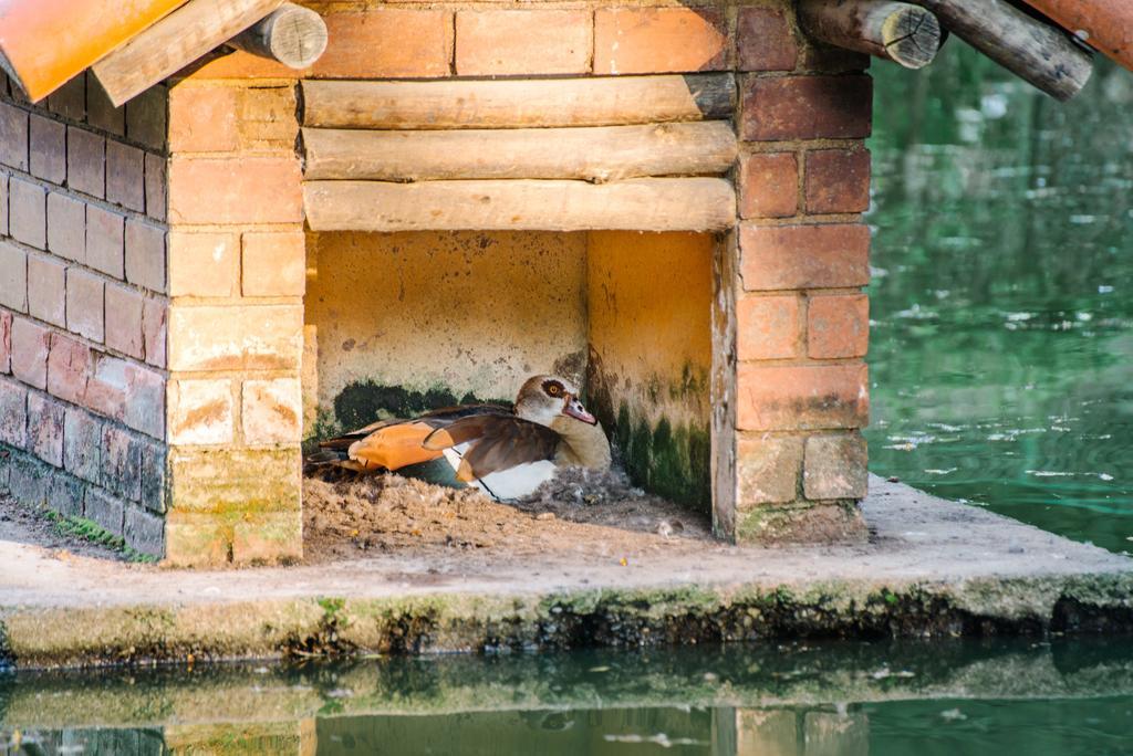 Pousada Tucano Do Cuiaba Itaipava Kültér fotó
